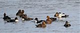 Common Eider